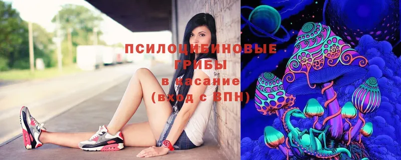 как найти закладки  Верхняя Пышма  Галлюциногенные грибы Psilocybine cubensis 